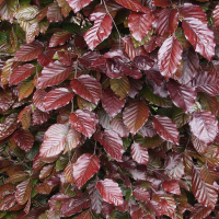 Бук лесной Атропуницеа купить