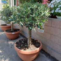 Олива европейская купить