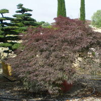 Клен веерный Диссектум Атропурпуреум купить