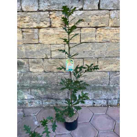 Дуб Нью Мадрид купить