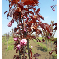 Сакура мелкопильчатая Роял Бургунди купить