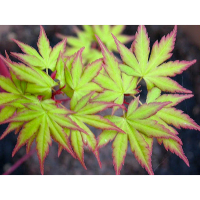 Клен віяловий Літл Принцес купить