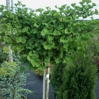 Гінкго дволопатеве купить