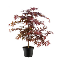 Клен веерный Fireglow купить