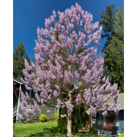 Павловния Tomentosa купить