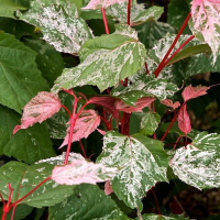 Клен блискучий Red Flamingo купить