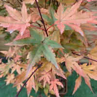 Клен віяловий Redwine купить