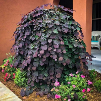 Церсіс канадський Ruby Falls купить