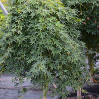 Клен пальмолистный Ryusen штамб купить