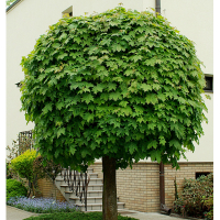 Клен остролистый Глобозум купить