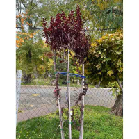 Слива растопыренная Писсарди (букет) купить