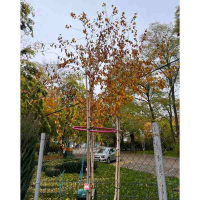 Береза Жакмонти (букет) купить