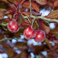 Слива розчепірена Пісарді купить