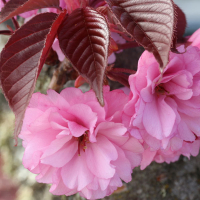 Сакура дрібнопильчаста Роял Бургунді купить