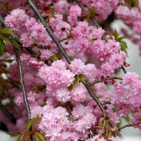 Сакура дрібнопильчаста Кіку-Шідаре купить