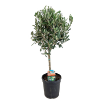 Олива європейська купить