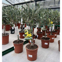 Олива европейская штамб купить