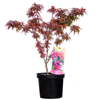 Клен веерный Shaina купить