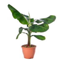 Банан купить