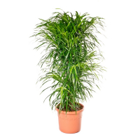 Драцена Anita купить