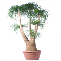 Нолина (Nolina Recurvata) купить