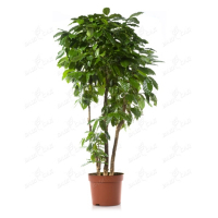 Кофе купить