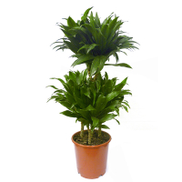 Драцена фрагранс 