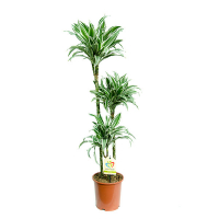 Драцена фрагранс Варнески купить