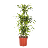 Драцена фрагранс Лемон Лайм купить