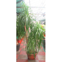 Нолина (бокарнея) купить