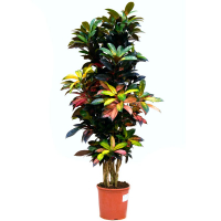 Кротон (Codiaeum Petra) купить