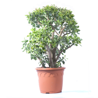 Крассула купить