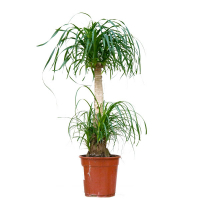 Ноліна (Nolina recurvata) купить