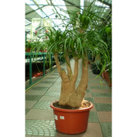 Нолина (Nolina  Beaucarnea) купить