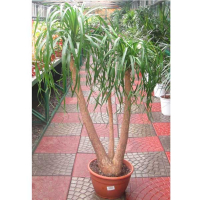 Нолина (бокарнея) купить