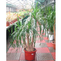 Нолина (бокарнея) купить