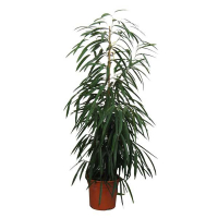 Фікус Біннедіка Alii купить