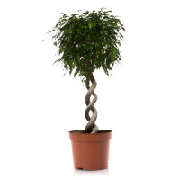 Фикус бенджамина Экзотика купить