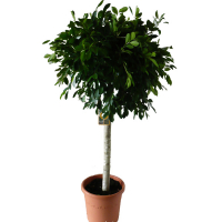 Фикус Микрокарпа купить