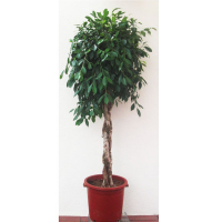 Фикус бенджамина Нитида купить