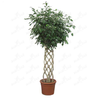 Фикус бенджамина Экзотика купить