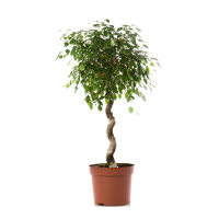 Фикус бенджамина Экзотика купить