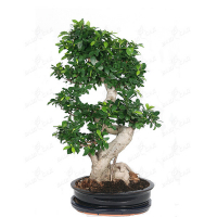 Фикус микрокарпа Гинсенг купить