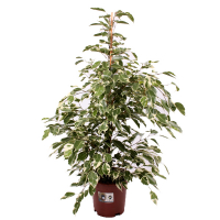 Фікус бенджаміну Твілайт купить