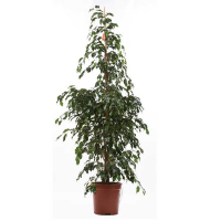 Фікус бенджаміну 