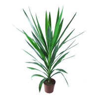 Юкка купить