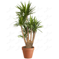 Юкка (Yucca elephantibes) купить