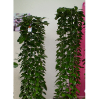 Хойя купить