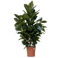 Фикус эластика Абиджан купить