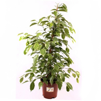 Фикус бенджамина Голден Кинг купить